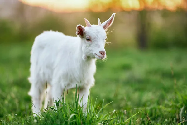 Lindo Pequeño Bebé Cabra Granja —  Fotos de Stock