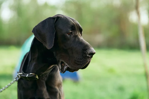 Leuke Zwarte Hond Groen Gazon — Stockfoto