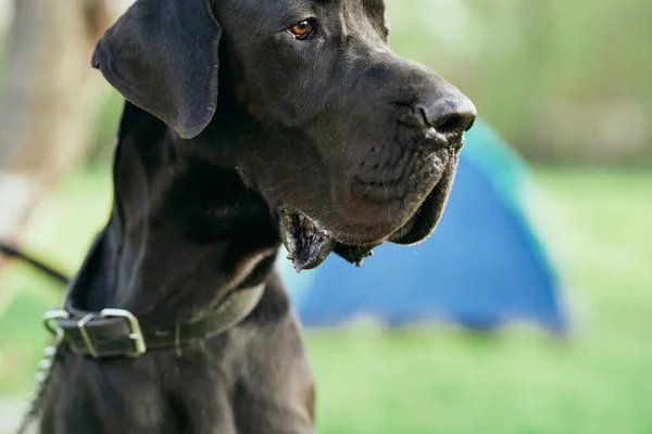 Lindo Perro Negro Césped Verde —  Fotos de Stock