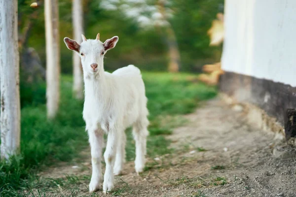 Pequeno Bode Bebê Bonito Fazenda — Fotografia de Stock