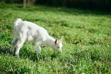 Çiftlikteki küçük sevimli keçi yavrusu