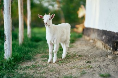 Çiftlikteki küçük sevimli keçi yavrusu