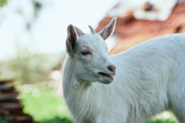 Çiftlikteki küçük sevimli keçi yavrusu