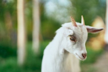 Çiftlikteki küçük sevimli keçi yavrusu