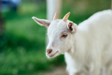 Çiftlikteki küçük sevimli keçi yavrusu