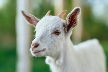 Çiftlikteki küçük sevimli keçi yavrusu