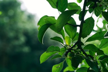 Yeşil ağaç yaprakları, kapatın.