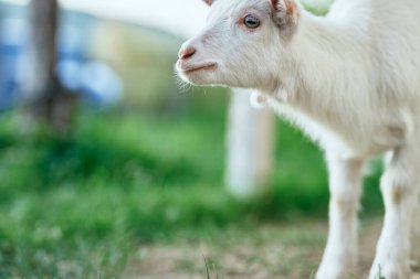 Çiftlikteki küçük sevimli keçi yavrusu