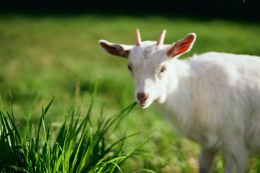 Çiftlikteki küçük sevimli keçi yavrusu