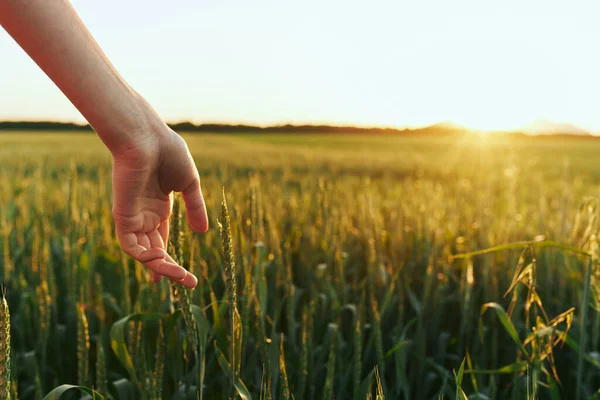 Frau Berührt Weizen Auf Dem Feld — Stockfoto