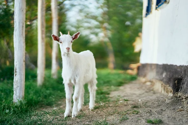 Pequeno Bode Bebê Bonito Fazenda — Fotografia de Stock