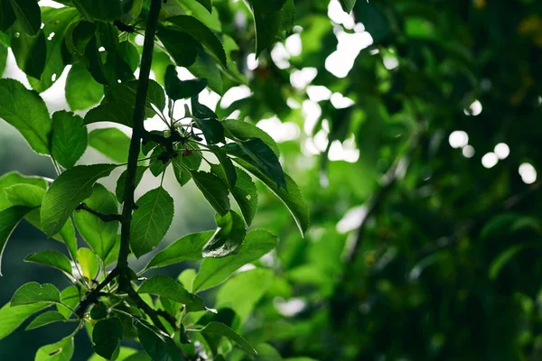 Grüne Baumblätter Nahaufnahme — Stockfoto