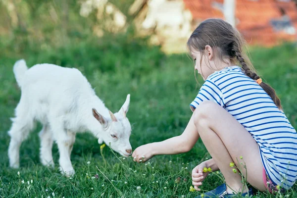 Cute Girl Playing White Goat Lawn — Stock Photo, Image