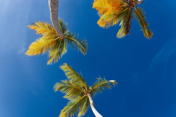 Folhas Palmeira Verde Fundo Azul Céu — Fotografia de Stock