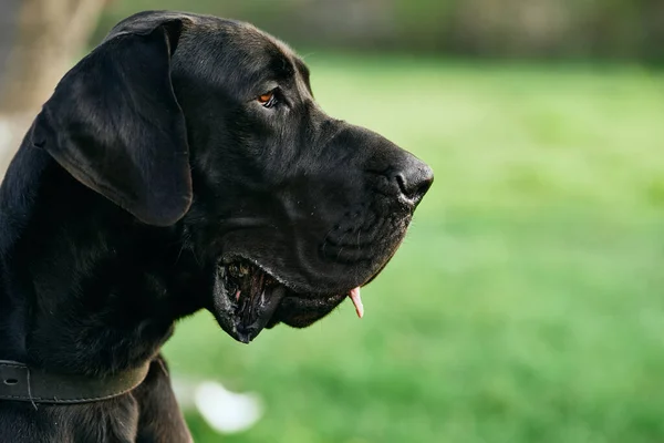 Söt Svart Hund Grön Gräsmatta — Stockfoto