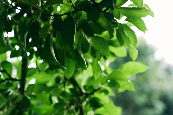 Feuilles Arbre Vert Gros Plan — Photo