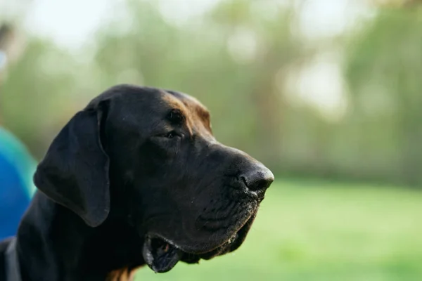 Söt Svart Hund Grön Gräsmatta — Stockfoto