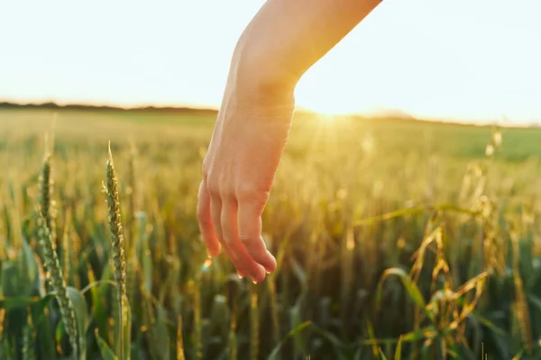 Frau Berührt Weizen Auf Dem Feld — Stockfoto