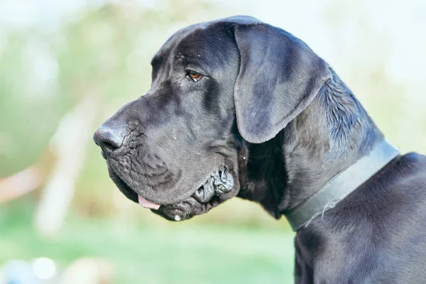 Lindo Perro Negro Césped Verde —  Fotos de Stock