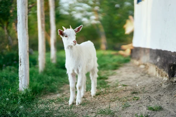 Pequeno Bode Bebê Bonito Fazenda — Fotografia de Stock