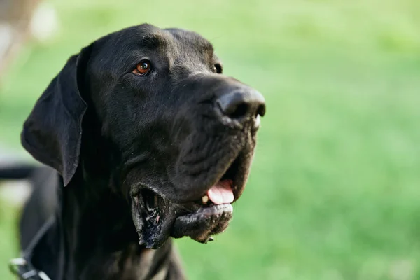 Lindo Perro Negro Césped Verde —  Fotos de Stock