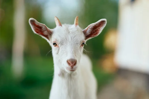 Niedliche Kleine Ziegenbaby Auf Dem Bauernhof — Stockfoto