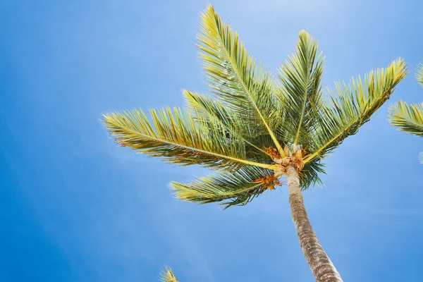 Palmeira Verde Fundo Céu — Fotografia de Stock
