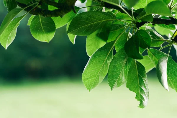 Folhas Árvore Verde Close — Fotografia de Stock