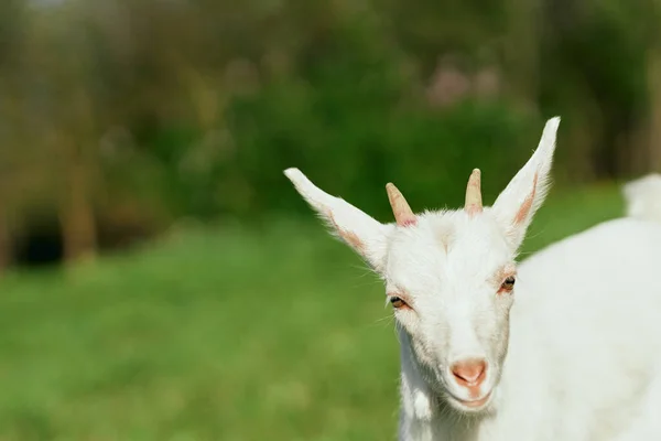 Carino Capretto Bambino Fattoria — Foto Stock