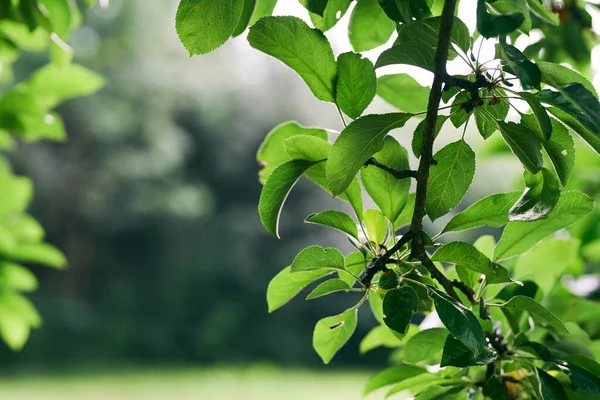 Zielone Liście Drzewa Zbliżenie — Zdjęcie stockowe