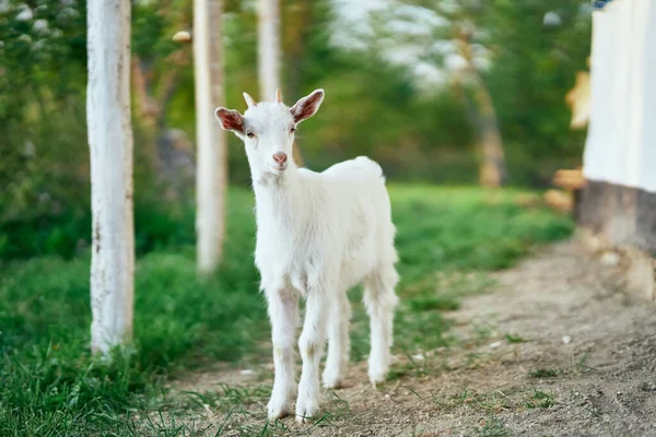 Pequeno Bode Bebê Bonito Fazenda — Fotografia de Stock