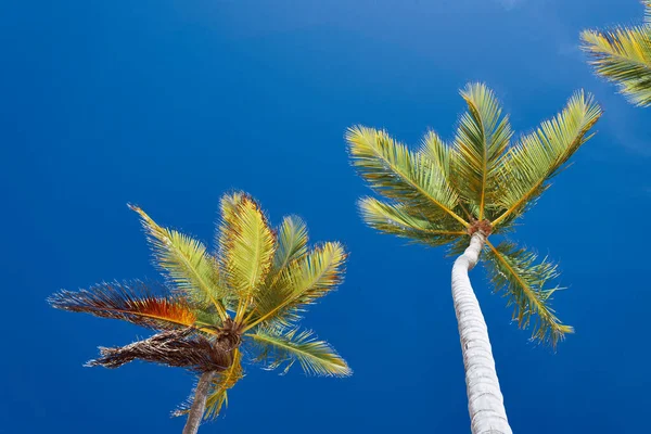 Folhas Palmeira Verde Fundo Azul Céu — Fotografia de Stock