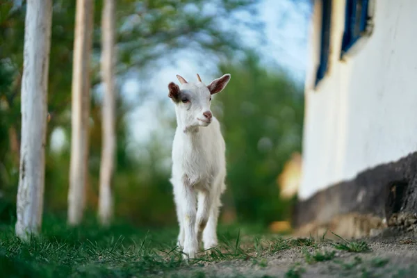 Mignon Petit Bébé Chèvre Ferme — Photo