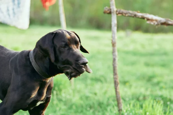 緑の芝生の上でかわいい黒い犬 — ストック写真