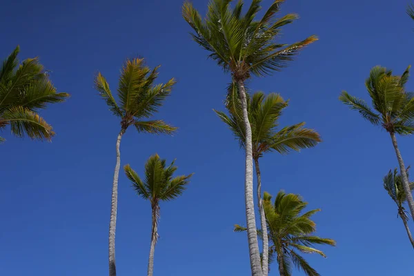 Beautiful Palm Tees Growing Beach — Stock Photo, Image