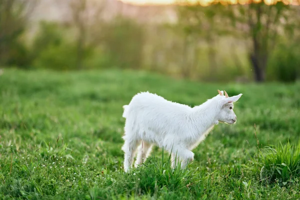 Pequeno Bode Bebê Bonito Fazenda — Fotografia de Stock