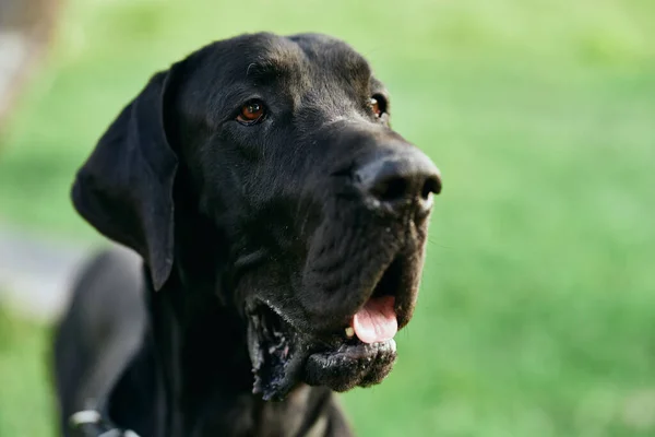 Lindo Perro Negro Césped Verde —  Fotos de Stock