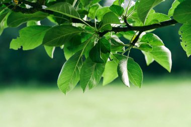 Yeşil ağaç yaprakları, kapatın.