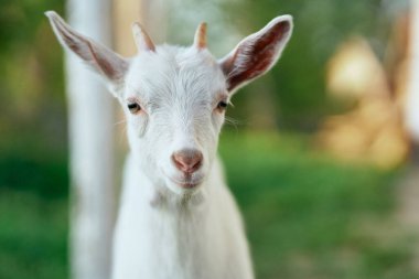 Çiftlikteki küçük sevimli keçi yavrusu