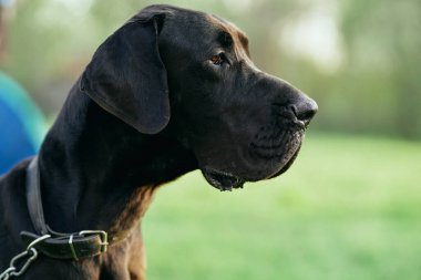 Yeşil çimlerde sevimli siyah köpek 