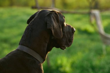 Büyük siyah köpek çimlerin üzerinde 
