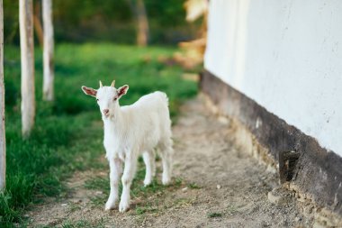 Çiftlikteki küçük sevimli keçi yavrusu