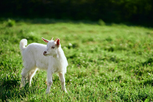 Cute little baby goat on the farm