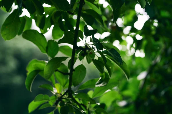 Grüne Baumblätter Nahaufnahme — Stockfoto