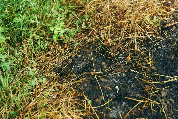 Bränt Gräs Bakgrund Eco — Stockfoto