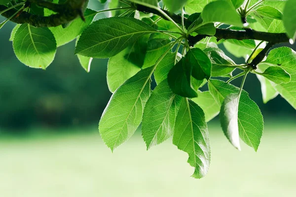 Green Tree Leaves Close — Stock Photo, Image