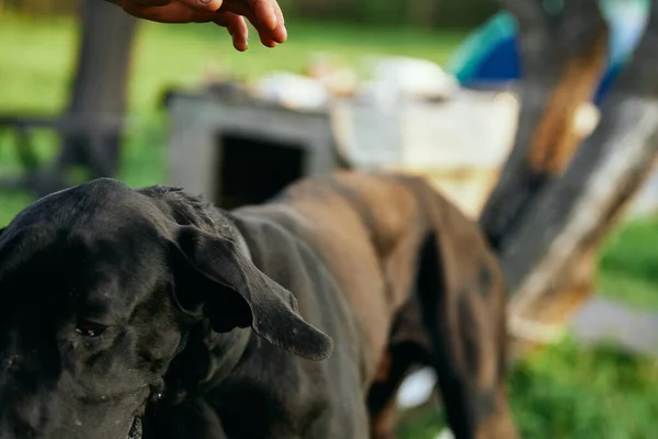 Lindo Perro Negro Césped Verde — Foto de Stock