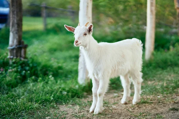 Pequeno Bode Bebê Bonito Fazenda — Fotografia de Stock