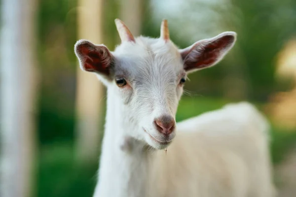 Schattig Klein Geitje Boerderij — Stockfoto