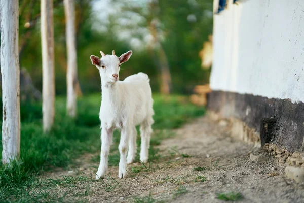 Pequeno Bode Bebê Bonito Fazenda — Fotografia de Stock